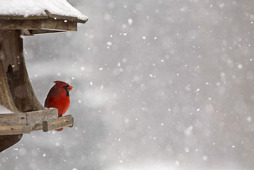 Image showing Cardinal at Bird Feeder