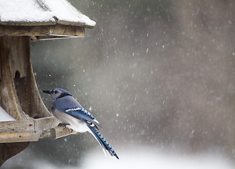 Image showing Blue Jay at Bird Feeder Winter