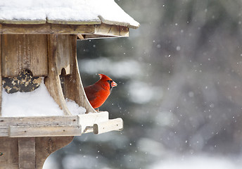 Image showing Cardinal at Bird Feeder