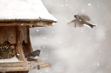 Image showing Birds at feeder in Winter