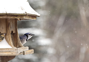 Image showing Blue Jay at Bird Feeder Winter