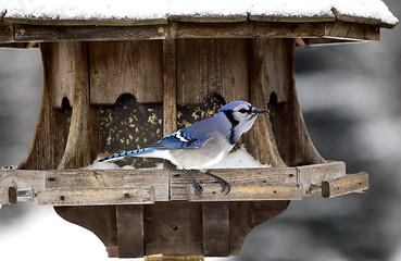 Image showing Blue Jay at Bird Feeder Winter