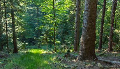 Image showing Summer sunset in Bieszczady Mountain coniferous stand