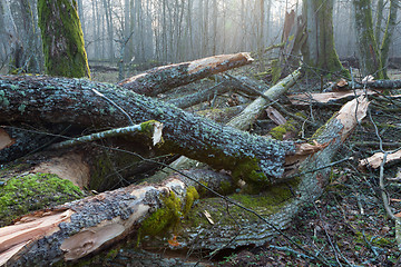 Image showing Moss and lichen wrapped tree parts