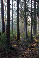 Image showing Sunbeam entering rich coniferous forest