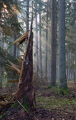 Image showing Coniferous stand of Bialowieza Forest in morning