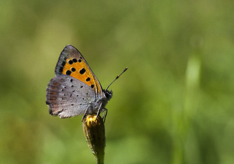 Image showing Lycaena phlaeas