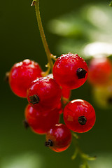 Image showing red currants