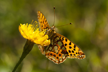 Image showing orange butterfly