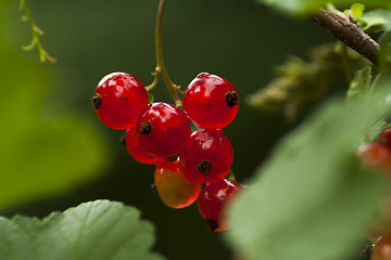 Image showing red currents