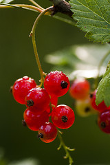 Image showing red currants