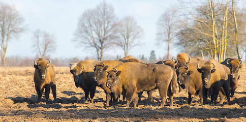 Image showing European Bison hurd in winter