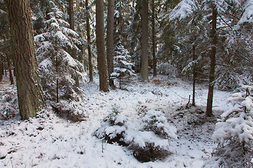 Image showing Winter view of natural forest with pine and spruces