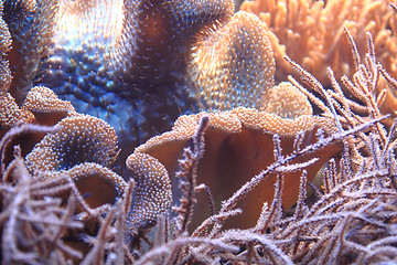 Image showing coral sea background