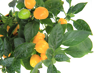 Image showing fresh chilli plant