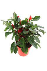 Image showing fresh chilli plant