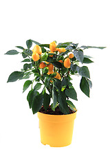 Image showing fresh chilli plant