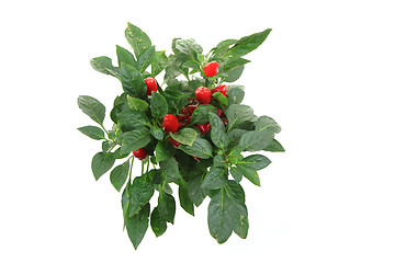 Image showing fresh chilli plant