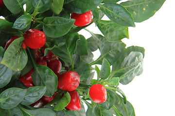 Image showing fresh chilli plant