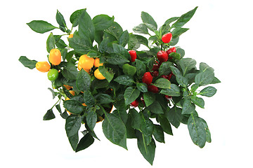 Image showing fresh chilli plant