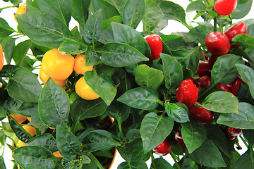 Image showing fresh chilli plant