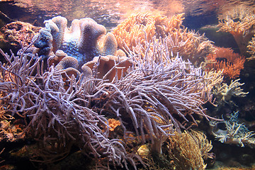 Image showing coral sea background