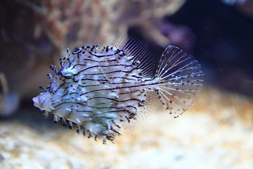 Image showing exotic coral fish