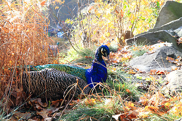 Image showing peacock in the autumn nature