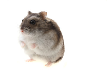Image showing young dzungarian hamster