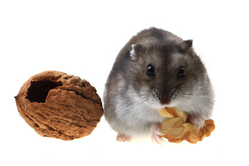 Image showing young dzungarian hamster and walnut