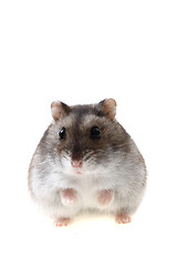 Image showing young dzungarian hamster