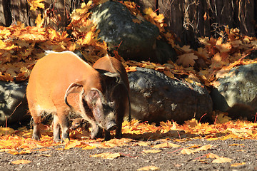 Image showing wild pigs in the autumn