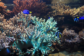 Image showing exotic coral fish