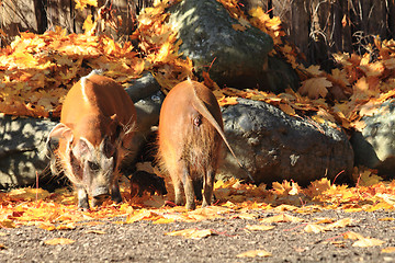 Image showing wild pigs in the autumn