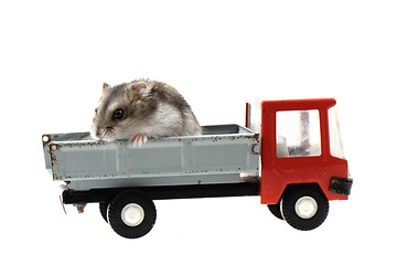 Image showing young dzungarian hamster in the toy car