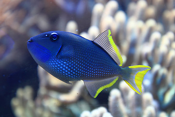 Image showing exotic coral fish