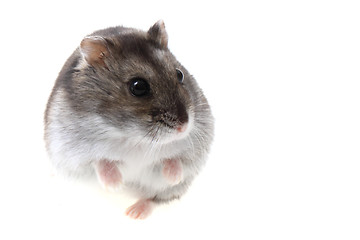 Image showing young dzungarian hamster