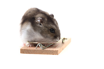 Image showing young dzungarian hamster and mousetrap