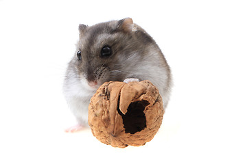 Image showing young dzungarian hamster and walnut
