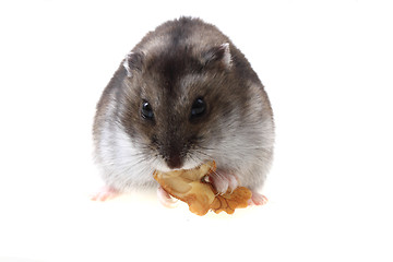 Image showing young dzungarian hamster and walnut