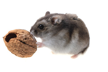 Image showing young dzungarian hamster and walnut