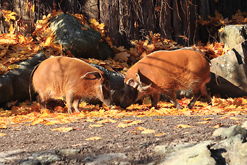 Image showing wild pigs in the autumn