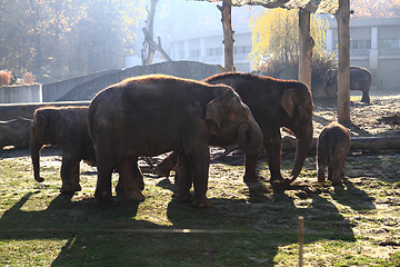 Image showing nice elephant family 