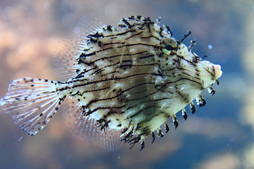 Image showing exotic coral fish