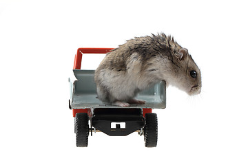 Image showing young dzungarian hamster in the toy car