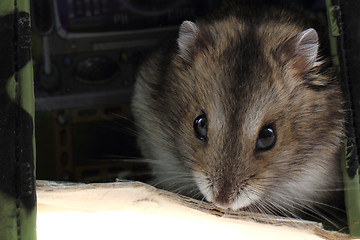 Image showing young dzungarian hamster