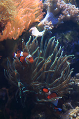 Image showing clown fish nemo