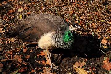 Image showing peacock in the autumn nature