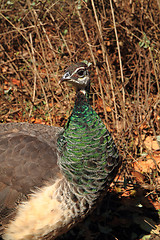 Image showing peacock in the autumn nature