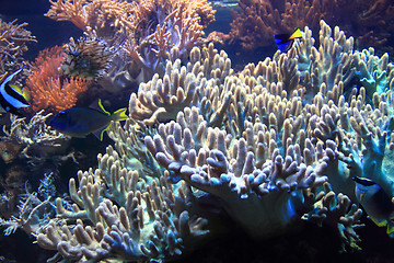 Image showing coral sea background